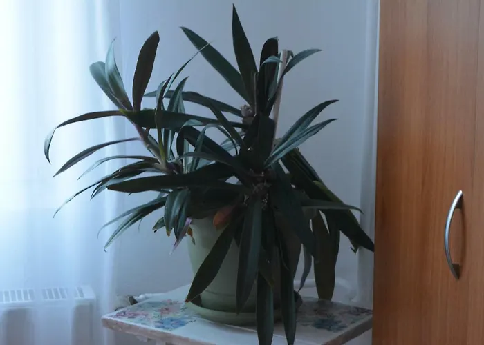 M@d Тимишоара