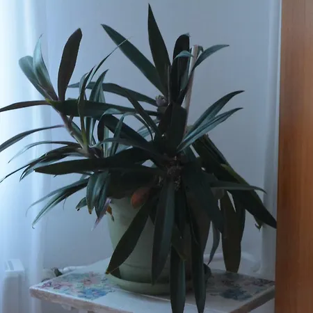 M@d Тімішоара